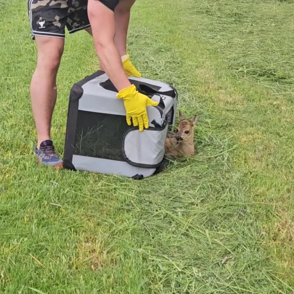 Vypouštění srnčete z přepravního boxu